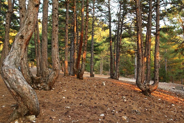 Honaz National Park