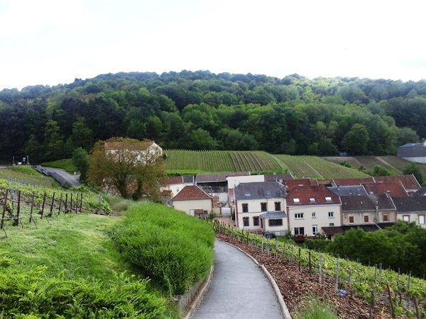 Parc naturel régional de la Montagne de Reims