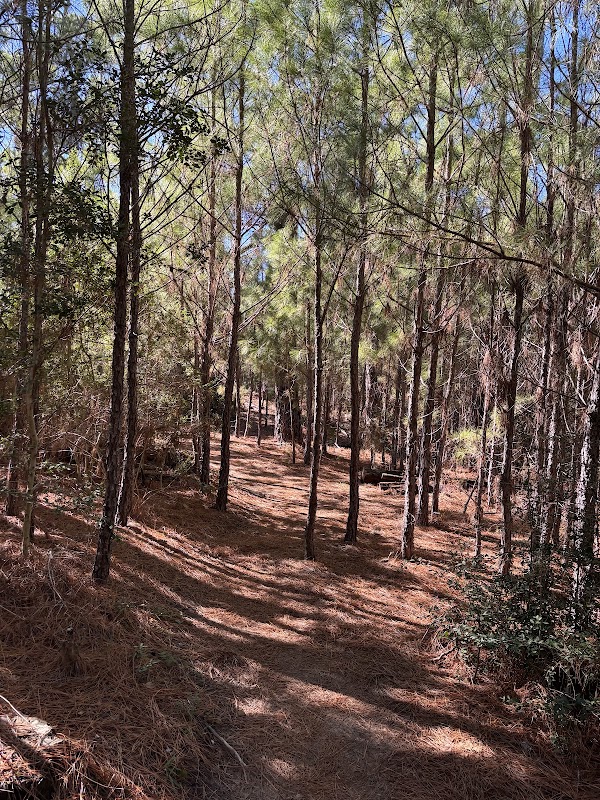 Bastrop State Park