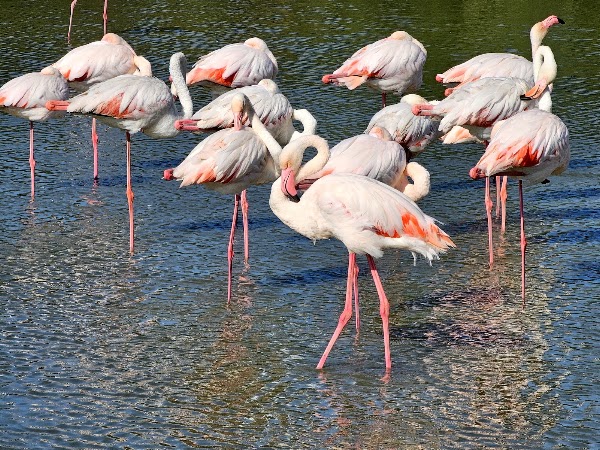 Ornithological Park of Pont de Gau