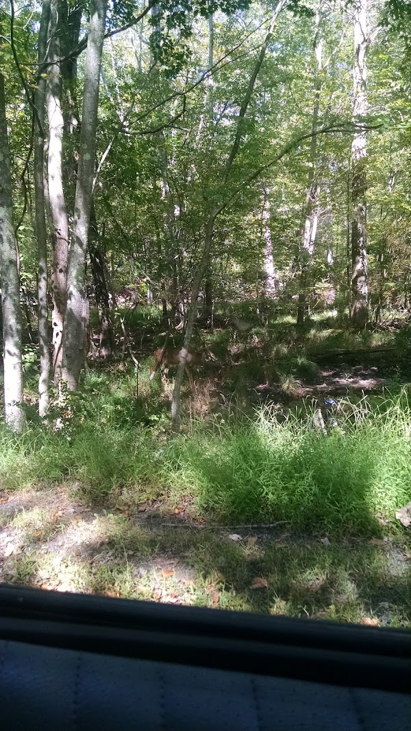 Bushkill