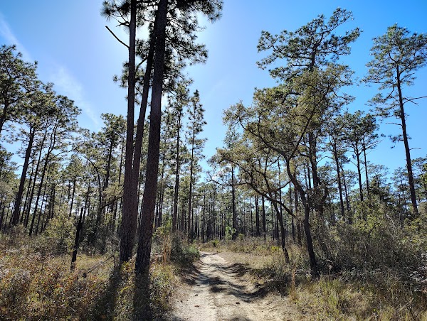 Ocala National Forest