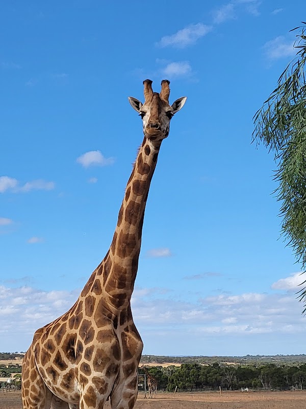 Monarto Safari Park