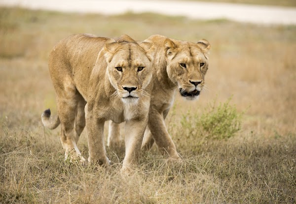 Monarto Safari Park
