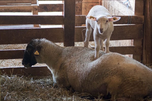 Ferme "C'est la Faute des Biquettes" Bergerie etc. Gite, Boutique, visites animées ou libres