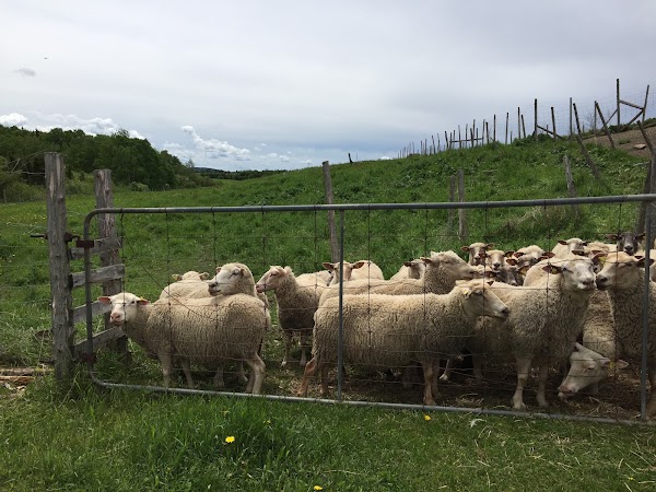 Ferme "C'est la Faute des Biquettes" Bergerie etc. Gite, Boutique, visites animées ou libres