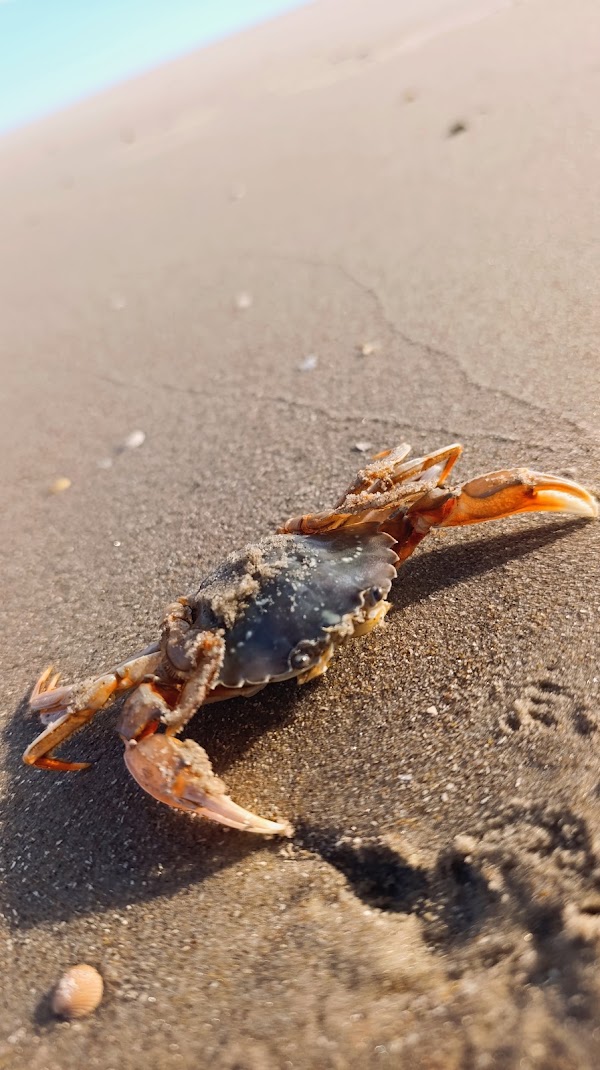 Vejers Strand