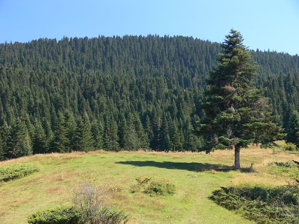 Ilgaz Dağı Milli Parkı
