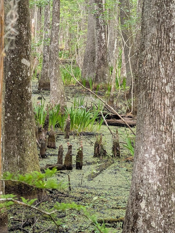 Savannah Wildlife Refuge Visitor Center