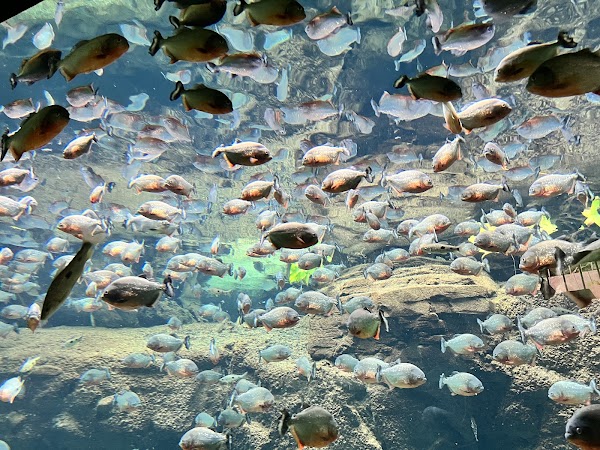 Aquarium national du Danemark