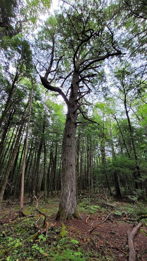 Hemlocks & Hardwoods Trail