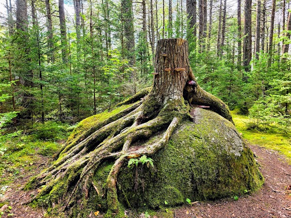 Hemlocks & Hardwoods Trail