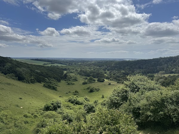 Kingley Vale National Nature Reserve