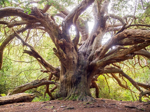 Kingley Vale National Nature Reserve