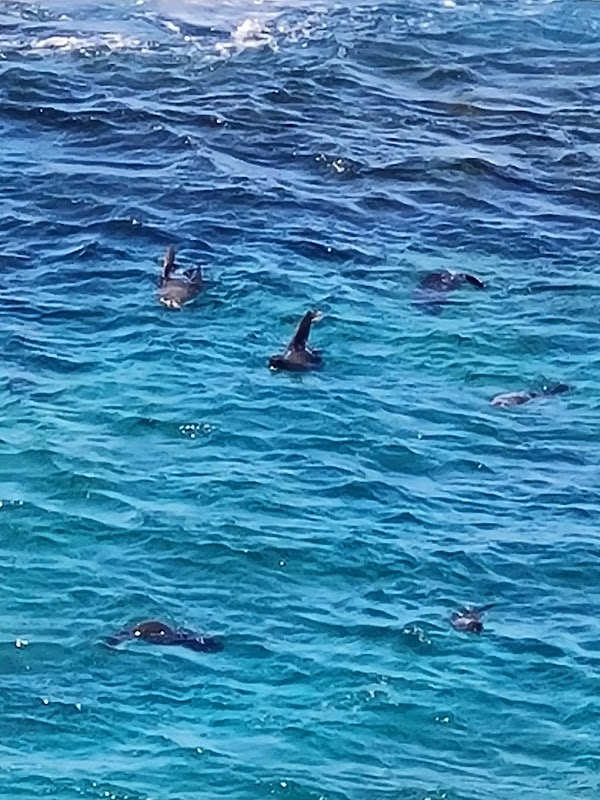 Bermagui Blue Pool