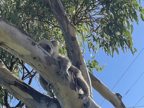 Koala Trail
