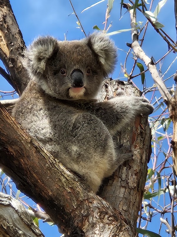 Koala Trail