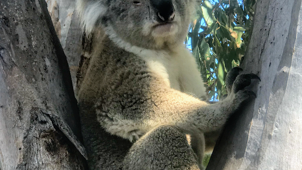 Koala Trail