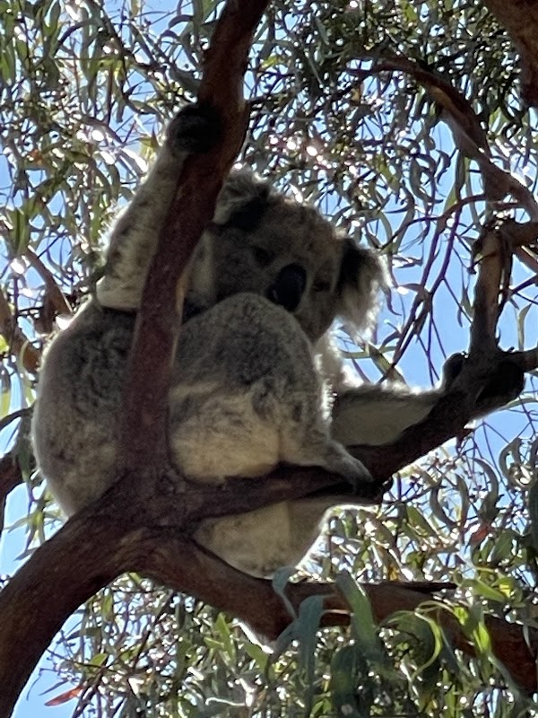 Koala Trail