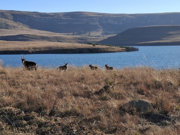 Sterkfontein Dam Nature Reserve