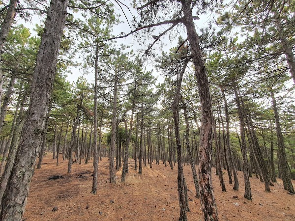 Beynam Ataturk Forest