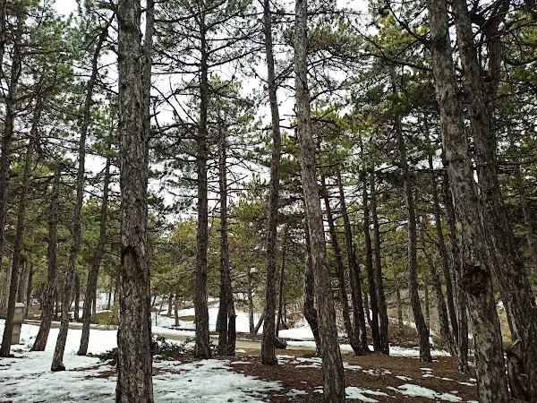 Beynam Ataturk Forest
