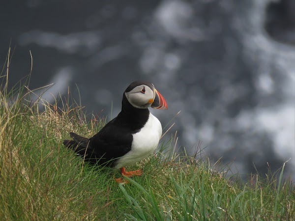 RSPB Rathlin West Light Seabird Centre