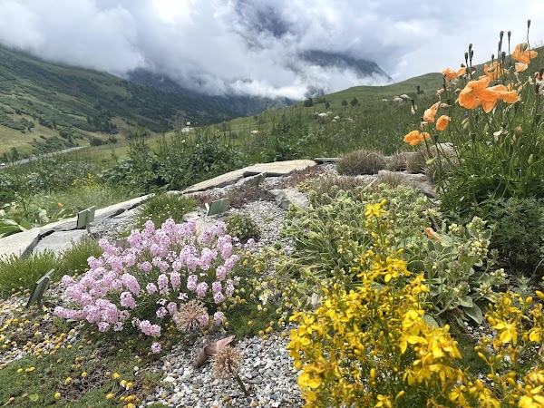 Jardin du Lautaret