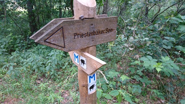 Aussichtsturm Käflingsberg im Müritz-Nationalpark