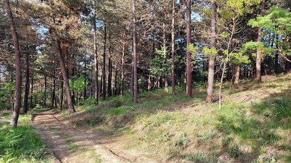 Aydos Forest
