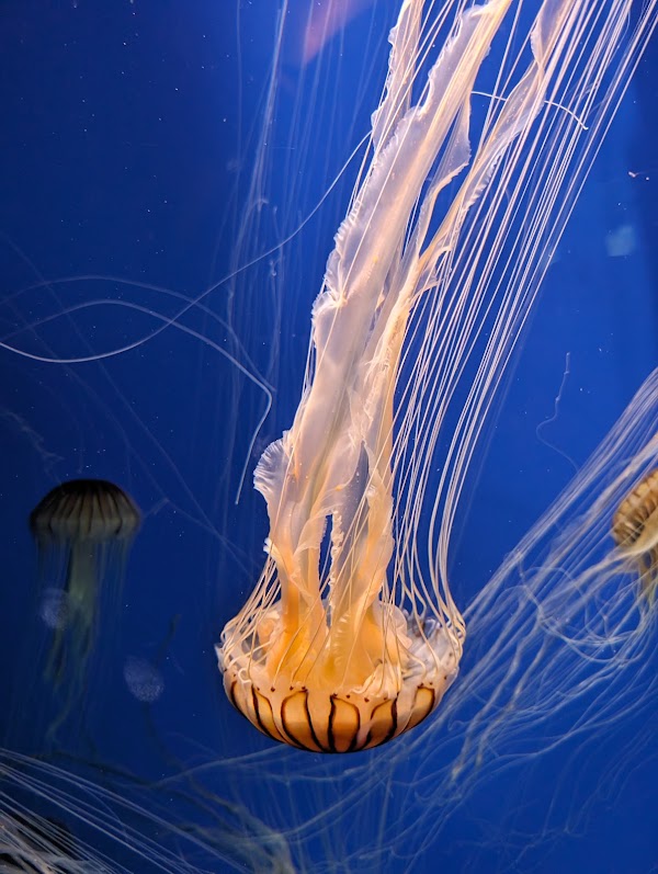Georgia Aquarium