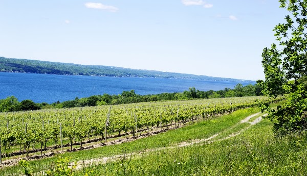 Hector Wine Company
