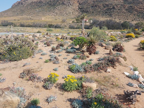 Goegap Nature Reserve Springbok