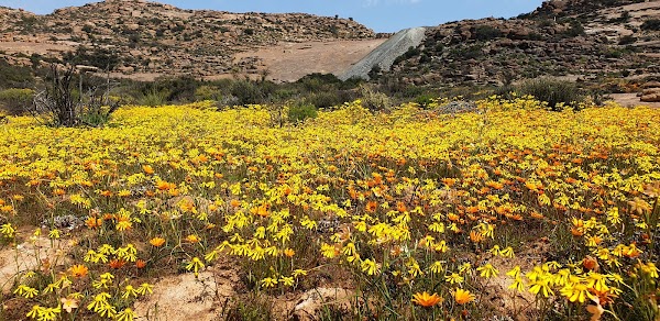 Goegap Nature Reserve Springbok