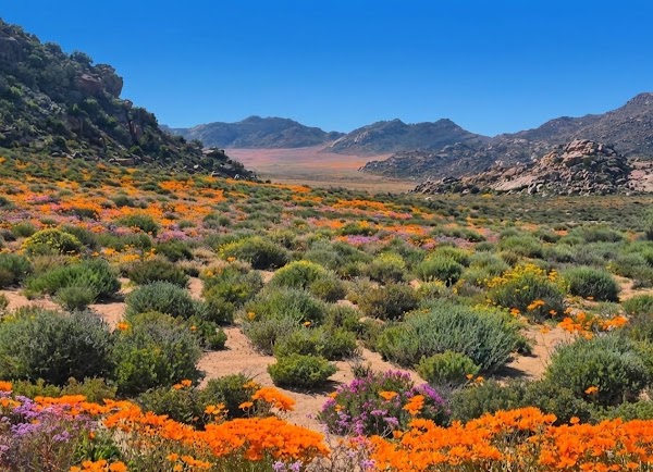 Goegap Nature Reserve Springbok