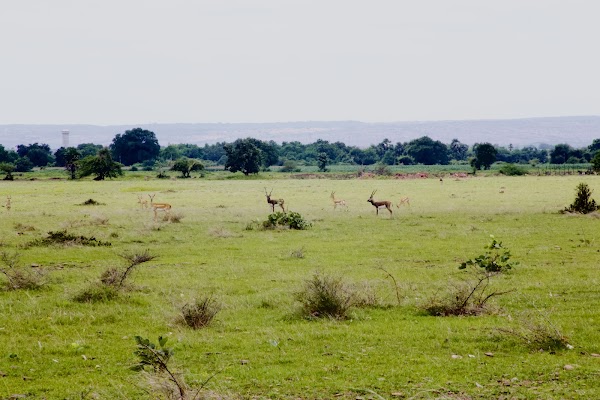 Rollapadu Bird Sanctuary