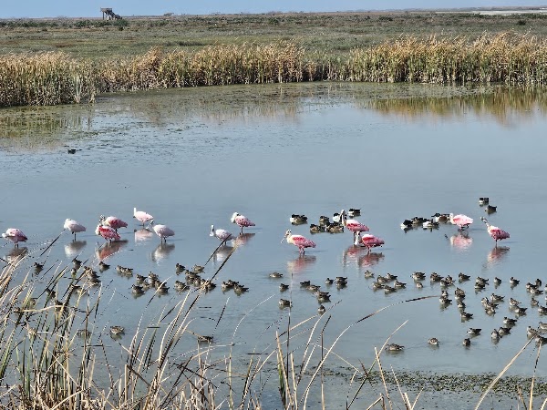 Leonabelle Turnbull Birding Center