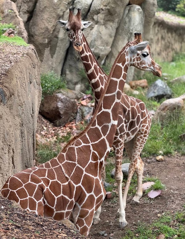 Omaha's Henry Doorly Zoo and Aquarium
