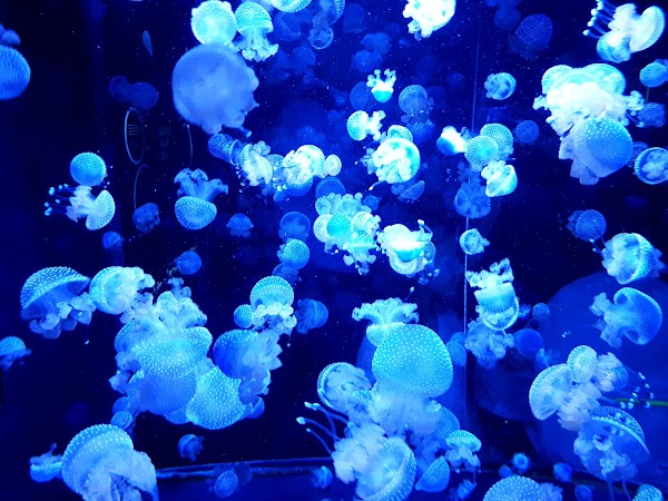 Aquarium du Québec