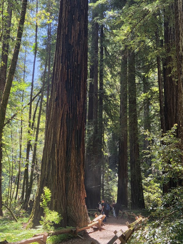 Armstrong Redwoods State Natural Reserve