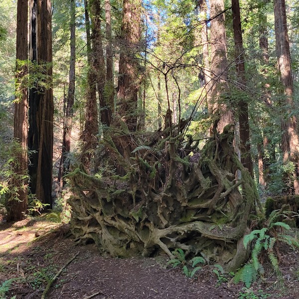 Armstrong Redwoods State Natural Reserve