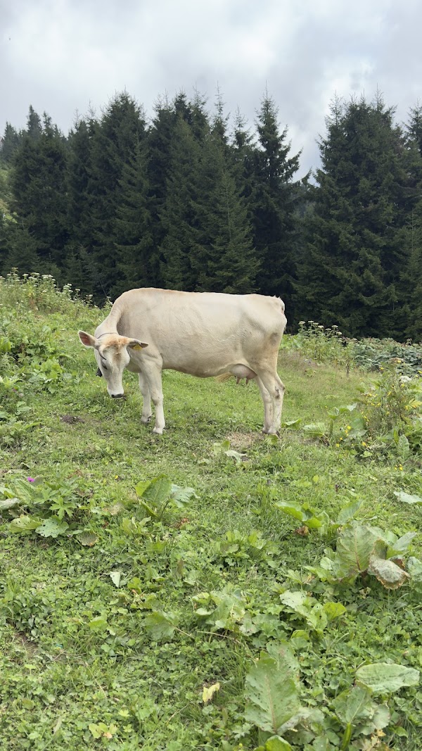 Pokut Yaylası