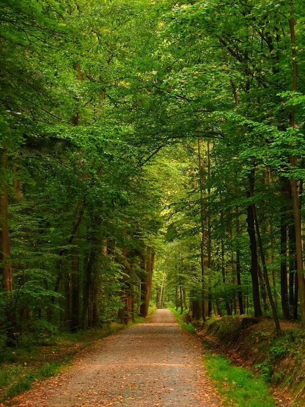 Błonia