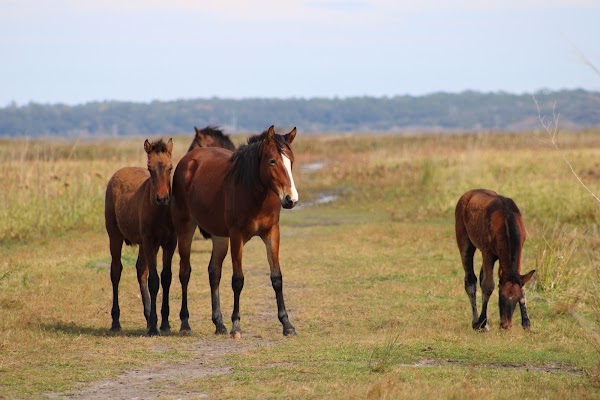 Paynes Prairie Preserve State Park