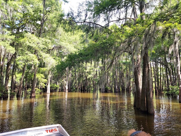McGee's Louisiana Swamp & Airboat Tours