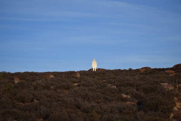 Southern African Large Telescope