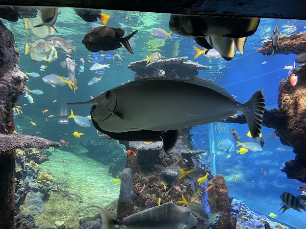 Nausicaá, National Sea Center