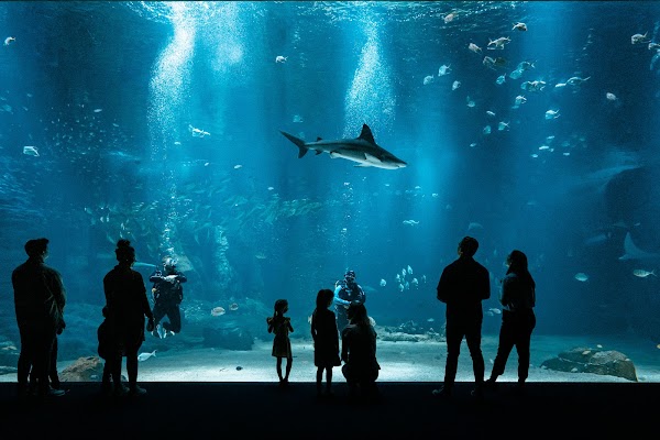 Nausicaá, National Sea Center