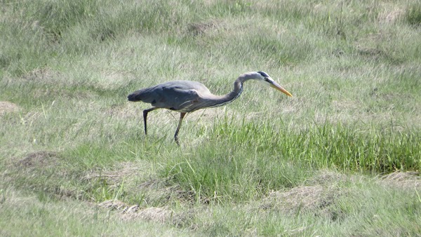 Pointe-au-Père National Wildlife Area