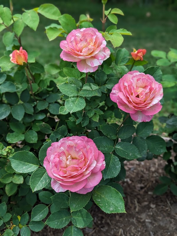 Tyler Rose Garden